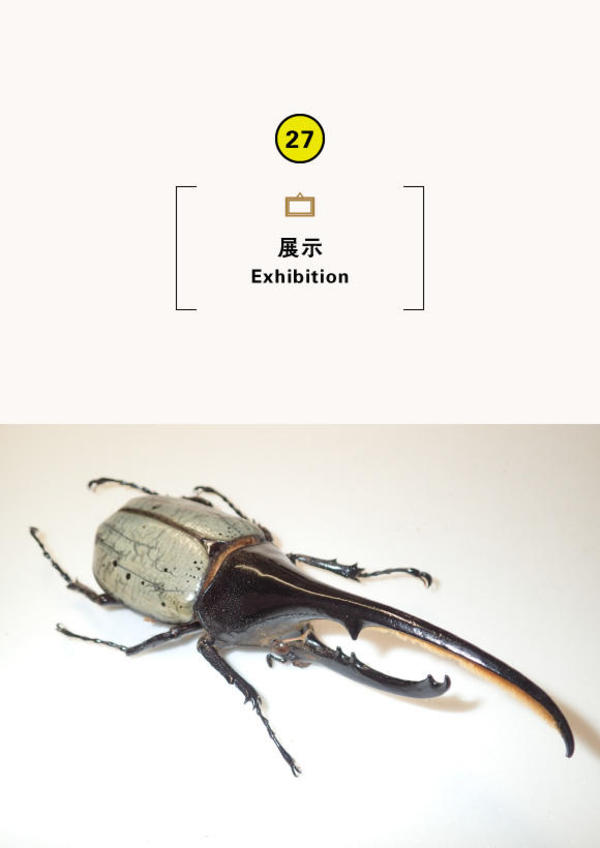 ミニ企画展「集まれ!世界の巨大昆虫」
