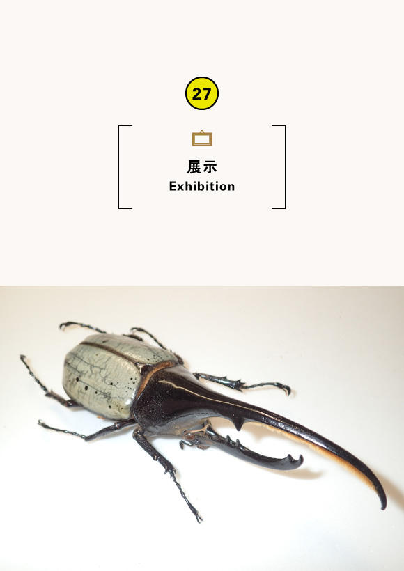 ミニ企画展「集まれ！世界の巨大昆虫」
